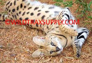 Wild Trax Serval
