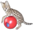 Wild Trax Serval Kitten